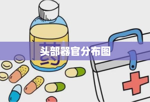 头部器官分布图