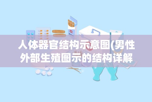 人体器官结构示意图(男性外部生殖图示的结构详解)