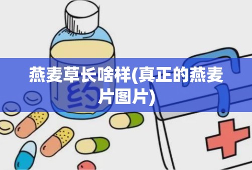 燕麦草长啥样(真正的燕麦片图片)