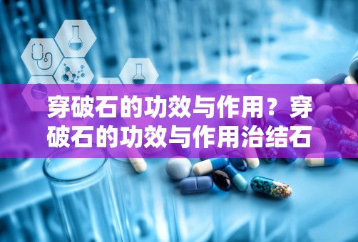 穿破石的功效与作用？穿破石的功效与作用治结石吗 穿破石泡水喝可以保肝吗