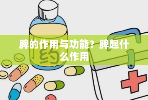 脾的作用与功能？脾起什么作用