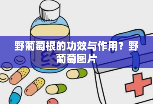 野葡萄根的功效与作用？野葡萄图片